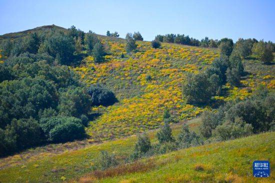 比沙奴 vs 利沃诺_初秋的乌兰布统草原