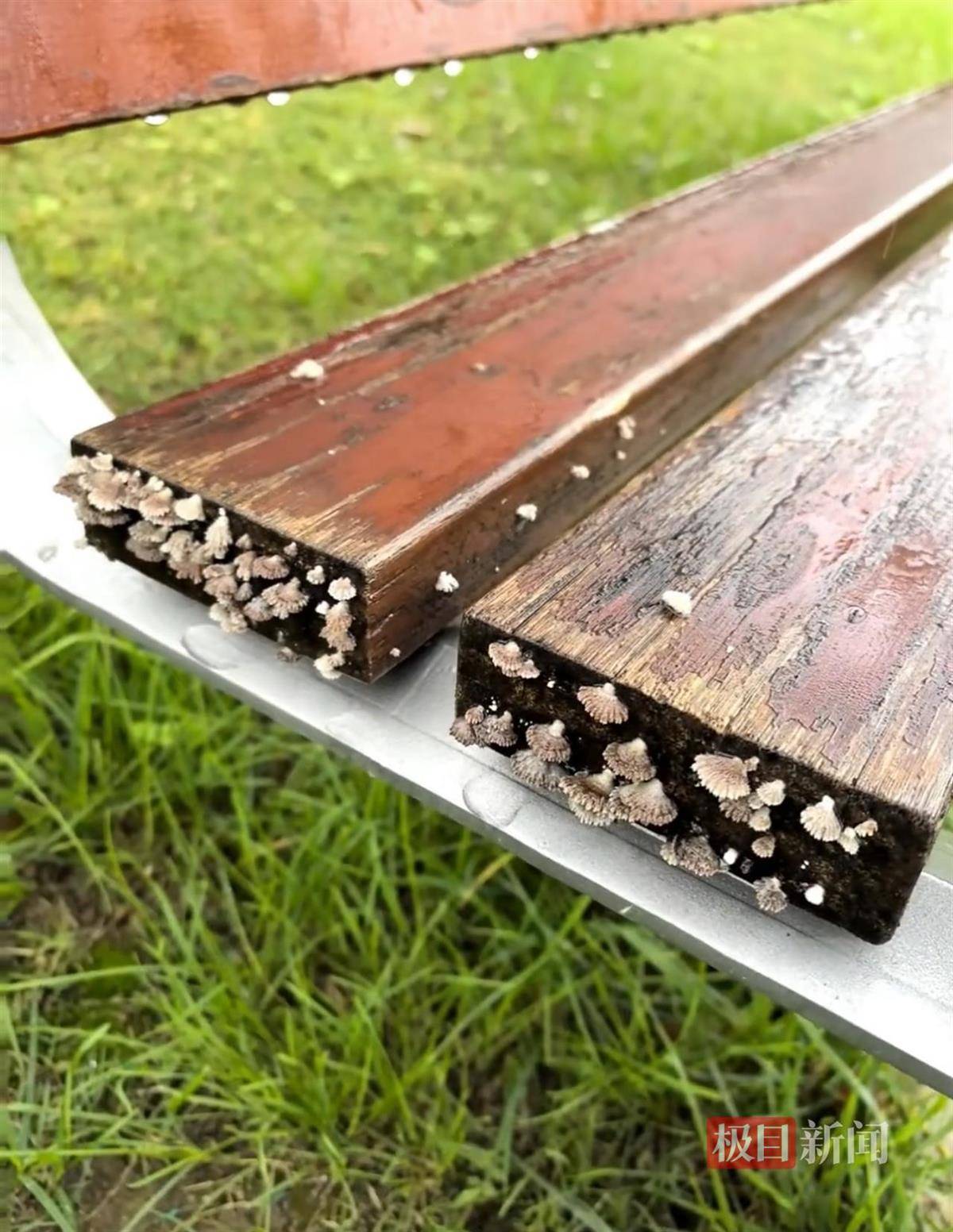 怎么开皇冠信用
_西安连续一个多月降雨遍地长蘑菇怎么开皇冠信用
，大雁塔受潮，城墙布满青苔，气象局解释成因