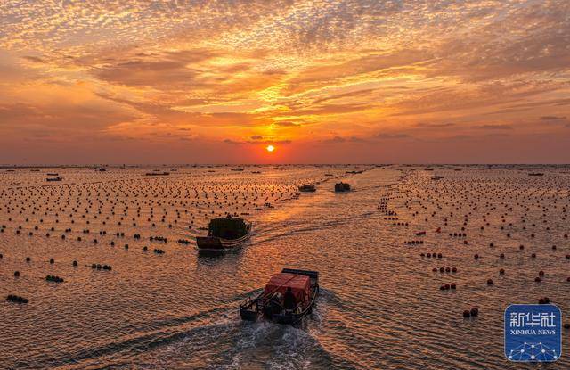 皇冠信用网足球代理
_山东荣成：鲍鱼收获忙