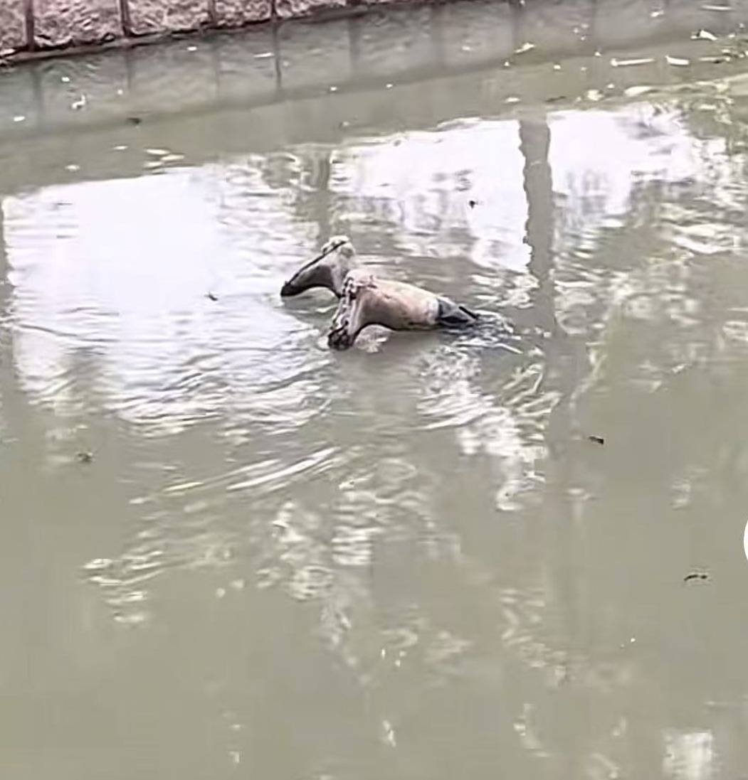 普雷斯顿 vs 斯旺西
_上海一男子报警称发现“浮尸”！多部门“全副武装”赶来普雷斯顿 vs 斯旺西
，结局反转：捞起一双长筒雨鞋