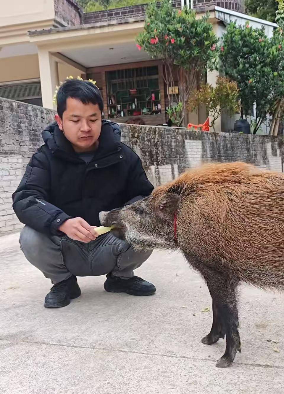 皇冠信用网代理_广州男子收养小野猪一年多从30斤长到150斤皇冠信用网代理，曾有人开价5万购买遭拒