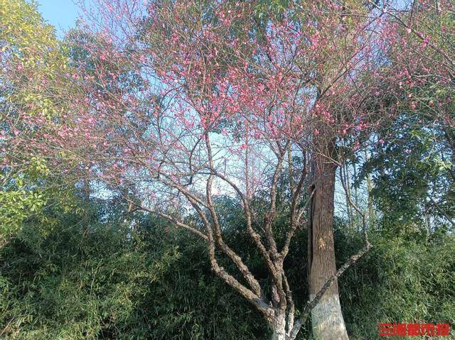 皇冠信用网平台_梅花开了！长沙“梅花季”提前报到皇冠信用网平台，这份赏梅攻略请收好