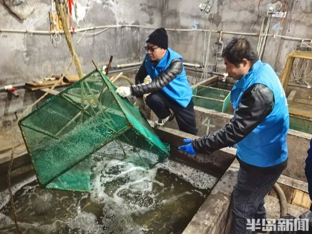 皇冠信用网会员_神奇！青岛渔民出海捕到一条怪鱼皇冠信用网会员，身价昂贵！