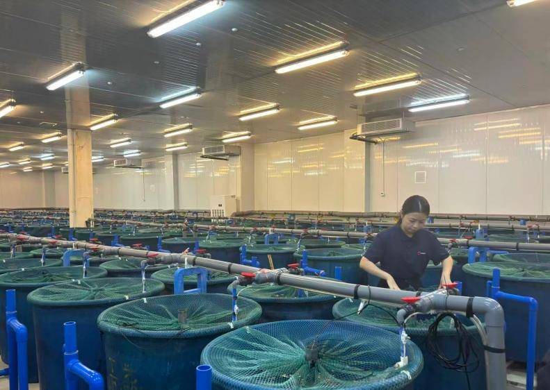 皇冠登3
_给种鱼植入电子芯片皇冠登3
,海南临高“赛博养鱼”干出亿元产值|活力中国调研行