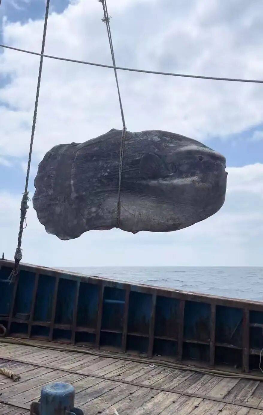 世界杯现金买球 _还以为是大石头！浙江舟山渔民捕获300多斤翻车鱼世界杯现金买球 ，已放归大海